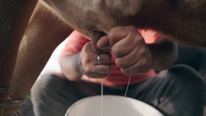 Hands milking a cow into a bucket