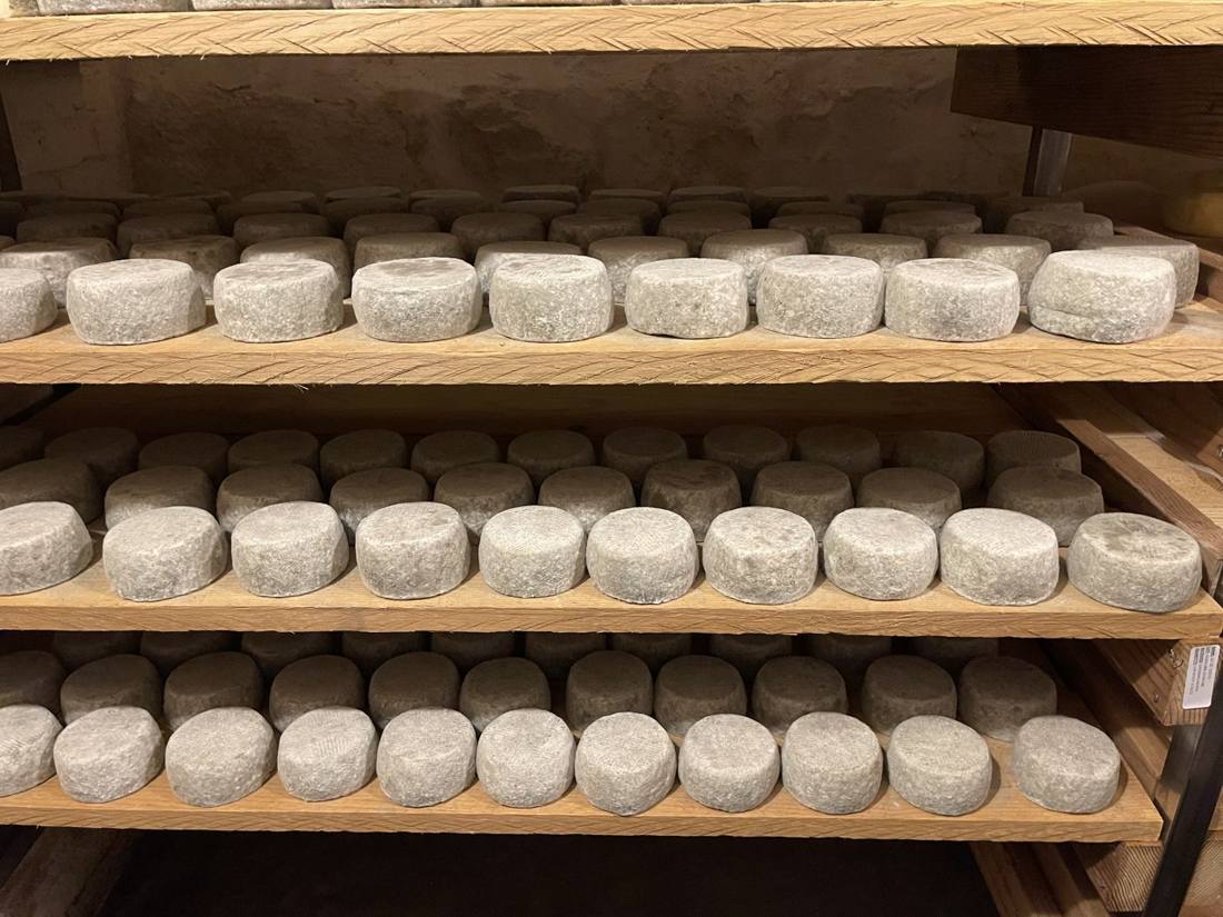 Rows of young bloomy-rind cheeses aging on wooden shelves